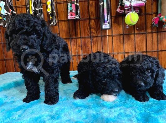 Özel Renk Siyah Poodle Yavrularımız görsel