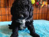 Özel Renk Siyah Poodle Yavrularımız