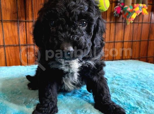 Özel Renk Siyah Poodle Yavrularımız görsel