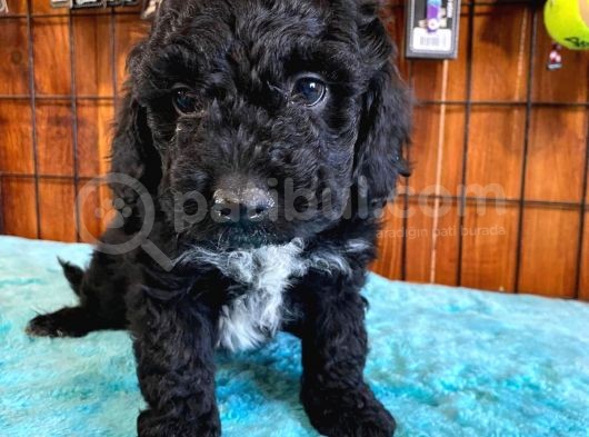 Özel Renk Siyah Poodle Yavrularımız görsel
