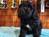 Özel Renk Siyah Poodle Yavrularımız