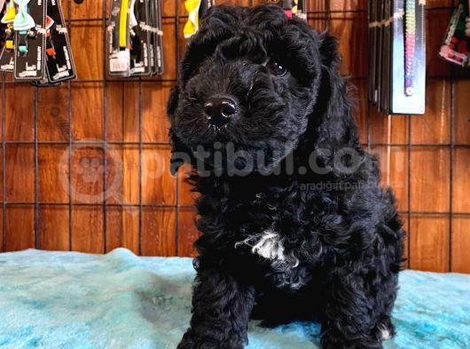 Özel Renk Siyah Poodle Yavrularımız görsel