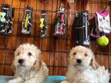 A Kali̇te Malti̇poo Yavrularimiz