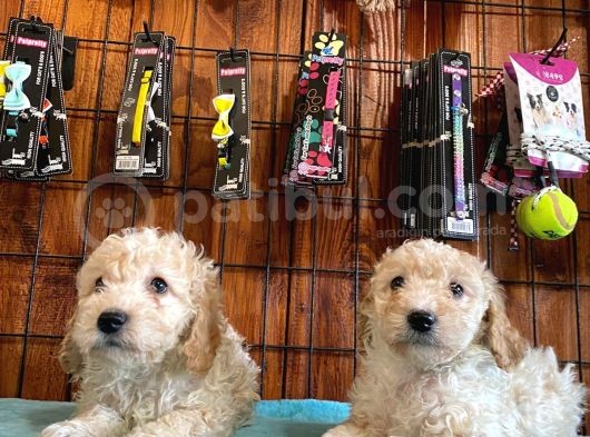 A Kali̇te Malti̇poo Yavrularimiz görsel