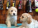 A Kali̇te Malti̇poo Yavrularimiz