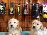 A Kali̇te Malti̇poo Yavrularimiz