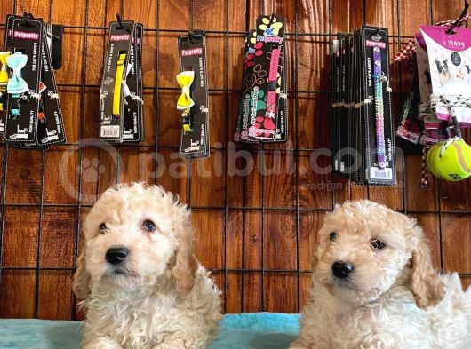 A Kali̇te Malti̇poo Yavrularimiz görsel