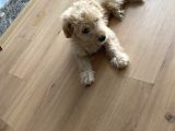 Maltipoo