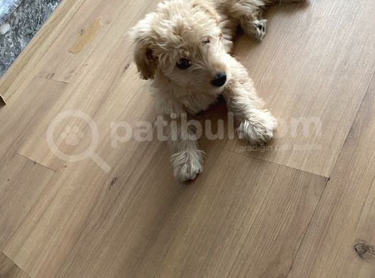 Maltipoo görsel