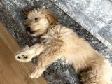 Maltipoo
