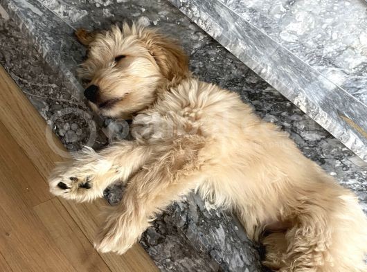 Maltipoo görsel