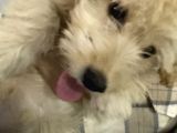 Maltipoo