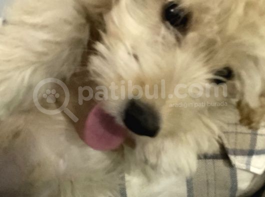 Maltipoo görsel