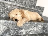 Maltipoo