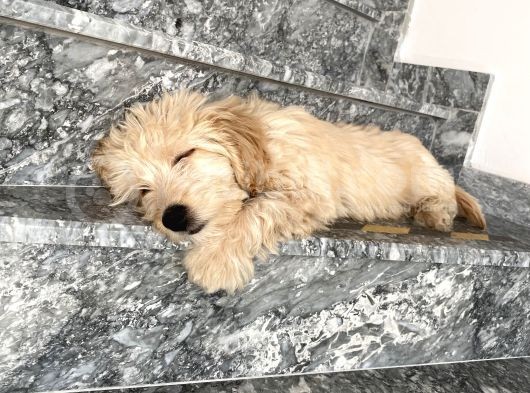 Maltipoo