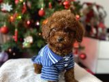 Red Brown Toy Poodle