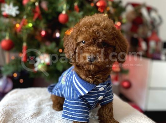 Red Brown Toy Poodle
