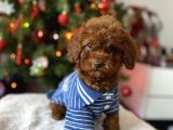 Red Brown Toy Poodle