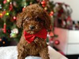 Red Brown Toy Poodle