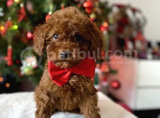 Red Brown Toy Poodle görsel