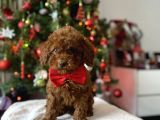 Red Brown Toy Poodle