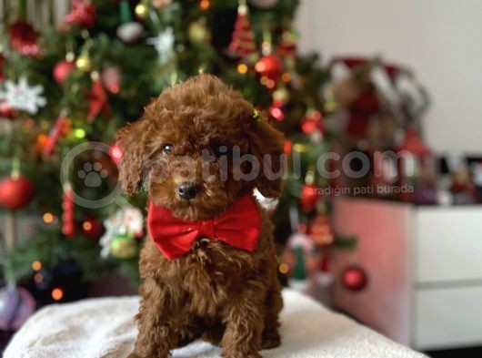 Red Brown Toy Poodle görsel