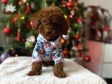 Red Brown Toy Poodle