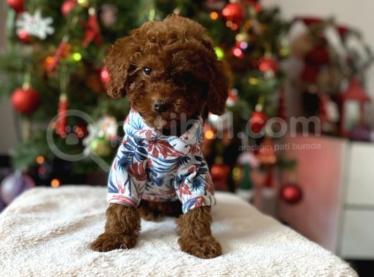 Red Brown Toy Poodle görsel
