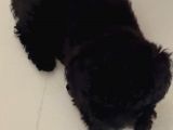 Siyah Toy Poodle