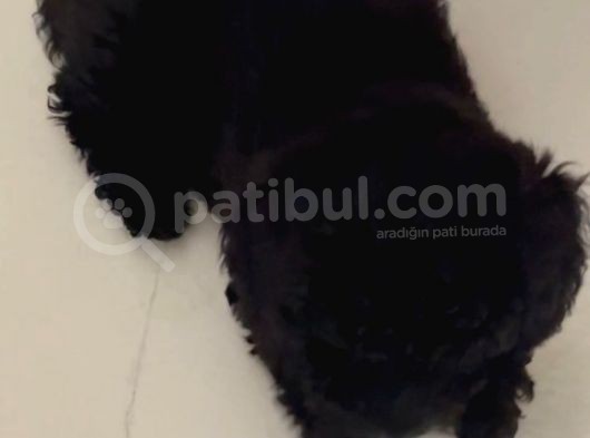 Siyah Toy Poodle görsel