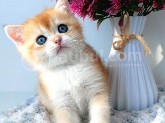 Türünün En Kalitelisi Golden Ny11 British Shorthair görsel