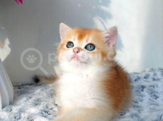 Türünün En Kalitelisi Golden Ny11 British Shorthair görsel