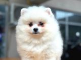 En yakışıklı Pomeranian Boo Erkek yavru