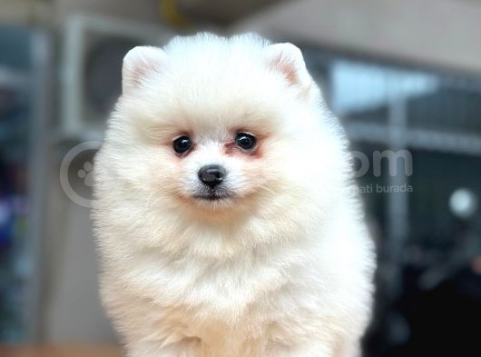 En Yakışıklı Pomeranian Boo Erkek Yavru