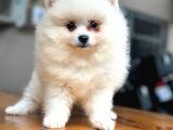 En Yakışıklı Pomeranian Boo Erkek Yavru