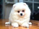 En Yakışıklı Pomeranian Boo Erkek Yavru