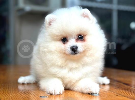 En Yakışıklı Pomeranian Boo Erkek Yavru görsel