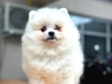 En Yakışıklı Pomeranian Boo Erkek Yavru