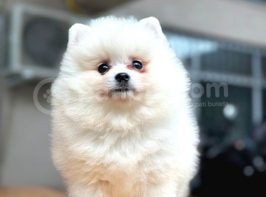 En Yakışıklı Pomeranian Boo Erkek Yavru görsel
