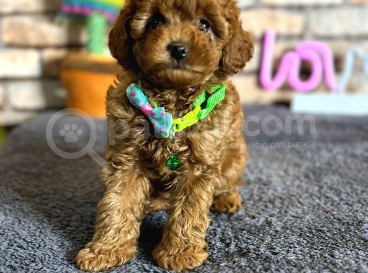 Show Kalite Dişi Mini Boy Red Brown Toy Poodle görsel