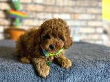 Show Kalite Dişi Mini Boy Red Brown Toy Poodle