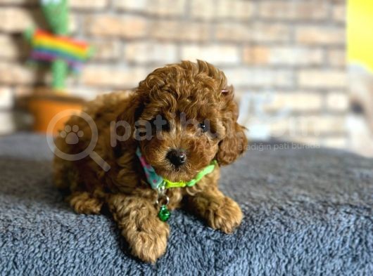 Show Kalite Dişi Mini Boy Red Brown Toy Poodle görsel