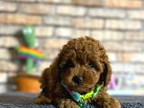 Show Kalite Dişi Mini Boy Red Brown Toy Poodle