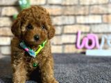 Show Kalite dişi Mini Boy Red Brown Toy Poodle