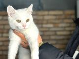 Uygun Fiyata Yumuşacık Tüylü British Shorthair