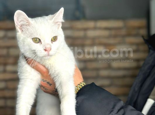 uygun fiyata Yumuşacık Tüylü British Shorthair