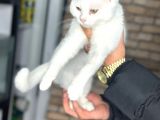 Uygun Fiyata Yumuşacık Tüylü British Shorthair