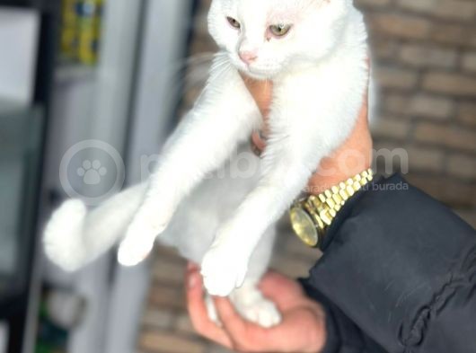 Uygun Fiyata Yumuşacık Tüylü British Shorthair görsel