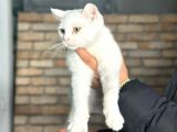 Uygun Fiyata Yumuşacık Tüylü British Shorthair