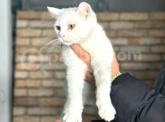Uygun Fiyata Yumuşacık Tüylü British Shorthair görsel